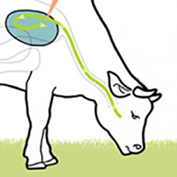 hollands kaasmuseum alkmaar