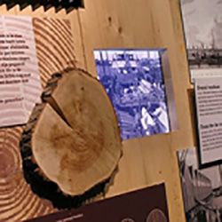 molen het jonge schaap